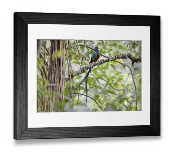 Framed Print : Resplendent Quetzal (Pharomachrus mocinno)