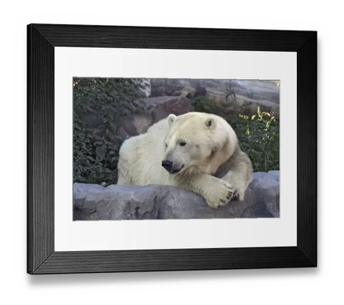Framed Print : Polar bear (ursus maritimus), portrait