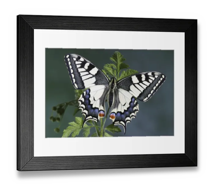 Framed Print : Swallowtail butterfly (Papilio machaon) Framed Print : Swallowtail butterfly (Papilio machaon)