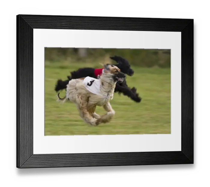 Framed Print : Afghan, Greyhound Coursing, Hoope Framed Print : Afghan, Greyhound Coursing, Hoope
