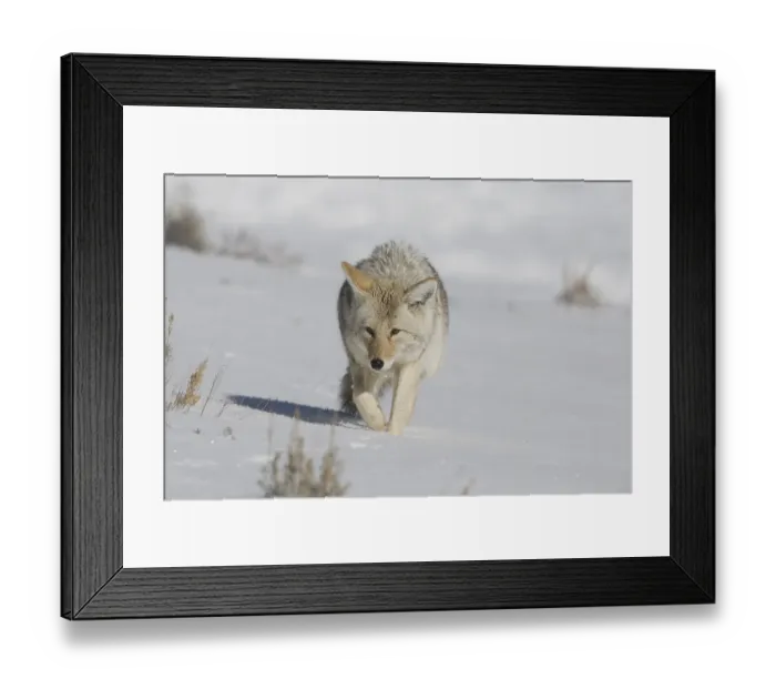 Framed Print : Coyote (Canis latrans), adult in snow