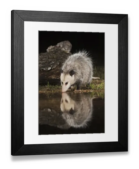 Framed Print : Virginia Opossum (Didelphis virginiana)