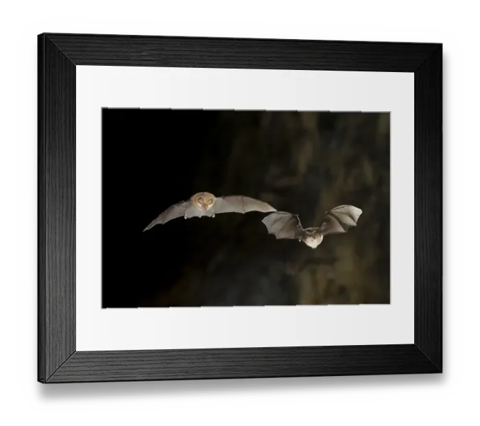Framed Print : Lesser horseshoe bat (Rhinolophus hipposideros) in and out of the cave entrance