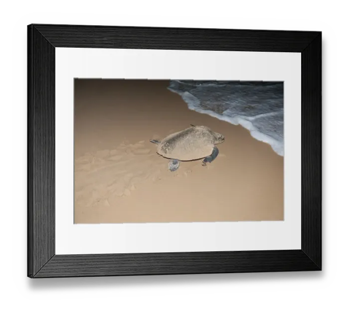 Framed Print : Hawksbill sea turtle (Eretmochelys imbricata) leaving the beach after having laid its eggs