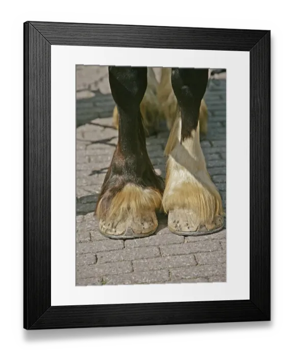 Framed Print : Horse hooves, cold blood