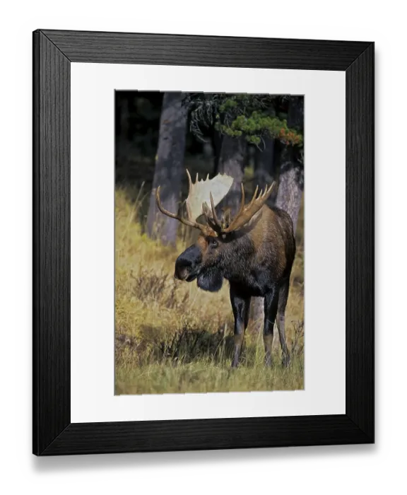 Framed Print : Moose (Alces alces), portrait of bull