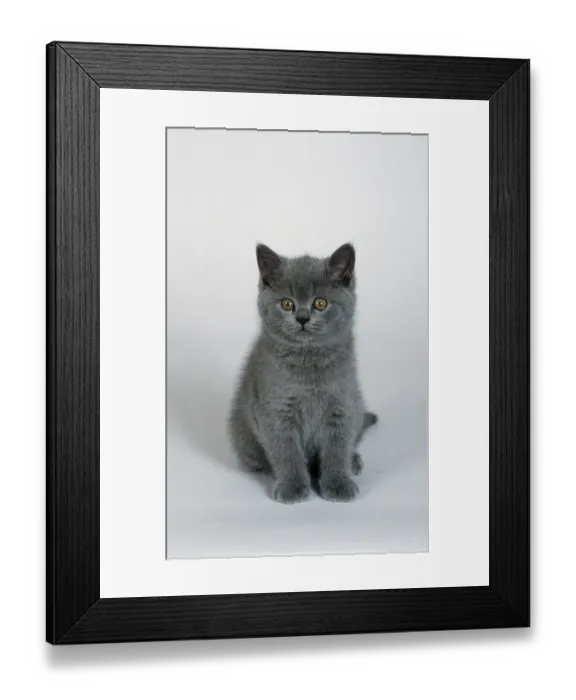 Framed Print : British Shorthair Cat, blue, kitten