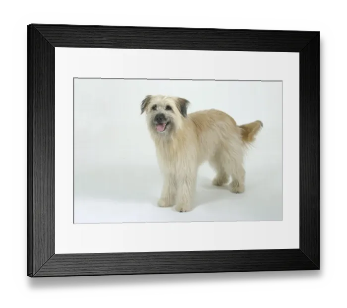 Framed Print : Pyrenean Shepherd Berger des Pyrenees