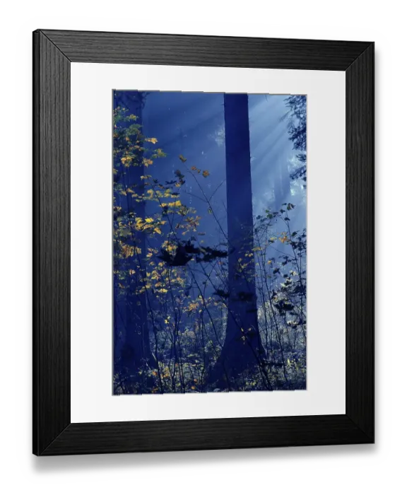 Framed Print : Fall atmosphere in the woods Framed Print : Fall atmosphere in the woods