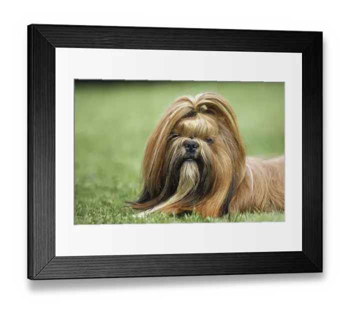 Framed Print : SHI TZU DOG, PORTRAIT OF AN ADULT Framed Print : SHI TZU DOG, PORTRAIT OF AN ADULT