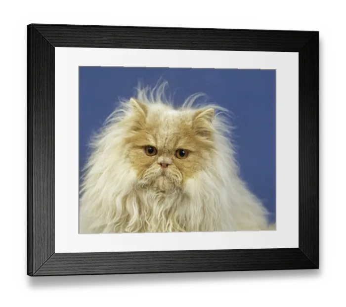 Framed Print : Cream Persian domestic cat, adult portrait against blue background Framed Print : Cream Persian domestic cat, adult portrait against blue background