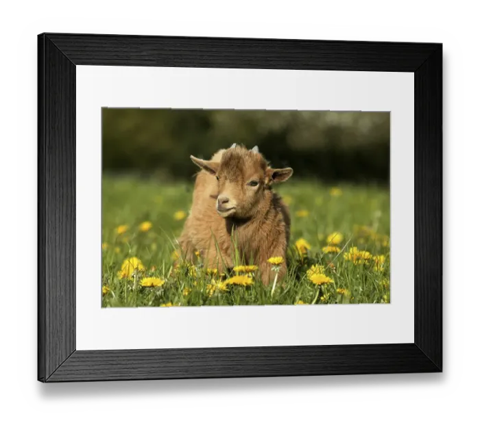 Framed Print : GOAT OR pygmy goat (capra hircus) Framed Print : GOAT OR pygmy goat (capra hircus)
