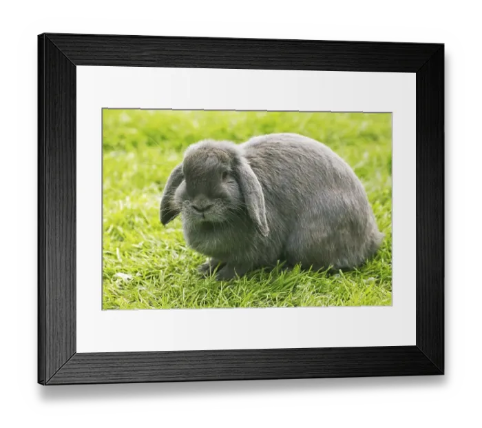 Framed Print : French hanging-eared rabbit, adult on grass