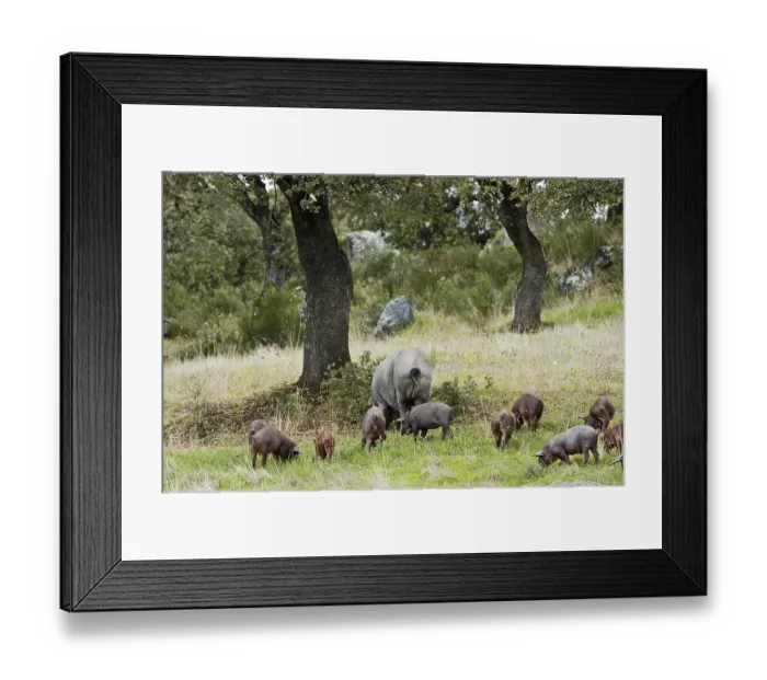 Framed Print : Iberian domestic pigs, Dehesa, Badajoz Framed Print : Iberian domestic pigs, Dehesa, Badajoz