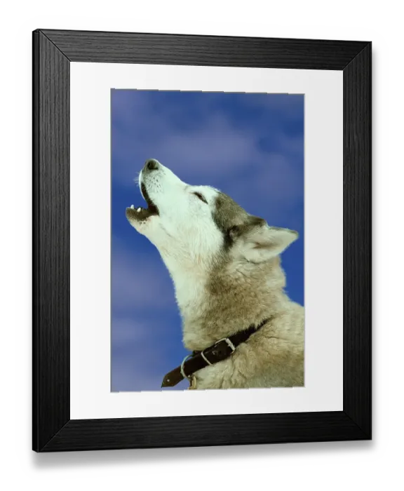 Framed Print : Siberian Husky, howling Framed Print : Siberian Husky, howling