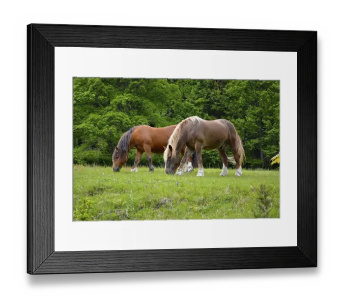Framed Print : Black Forest, Baden-Wuerttemberg Framed Print : Black Forest, Baden-Wuerttemberg