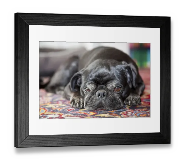 Framed Print : Pug, male, portrait, lying snoozing on carpet Framed Print : Pug, male, portrait, lying snoozing on carpet