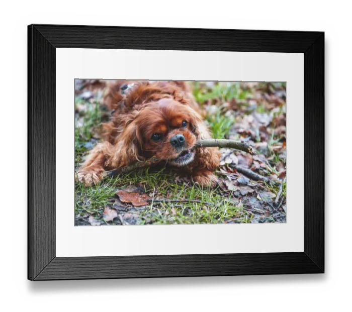 Framed Print : Dog (Cavalier King Charles Spaniel) lying in a meadow and chewing on a stick