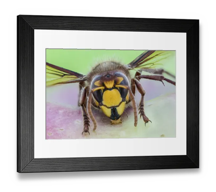 Framed Print : European hornet (Vespa crabro) Framed Print : European hornet (Vespa crabro)
