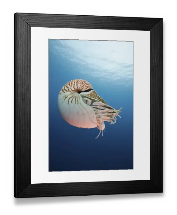 Framed Print : Chambered nautilus, Palau nautilus (Nautilus belauensis)