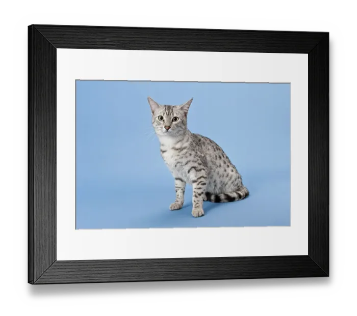 Framed Print : Egyptian Mau, cat breed, cat, 14 months Framed Print : Egyptian Mau, cat breed, cat, 14 months