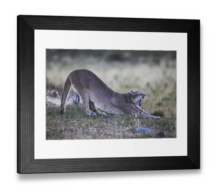 Framed Print : Puma (Puma concolor) adult, yawning and stretching Framed Print : Puma (Puma concolor) adult, yawning and stretching