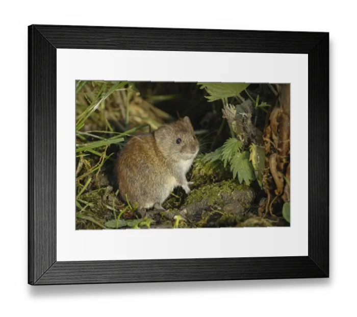 Framed Print : Bank Vole (Clethrionomys glareolus) adult