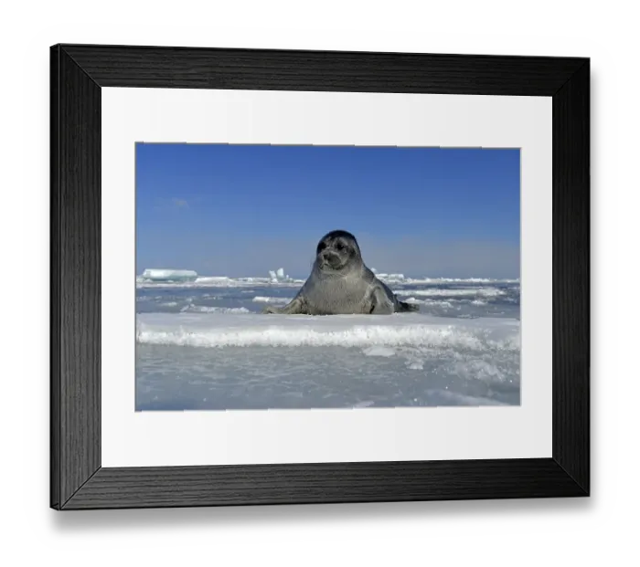 Framed Print : Baikal seal (Pusa sibirica, Phoca sibirica)