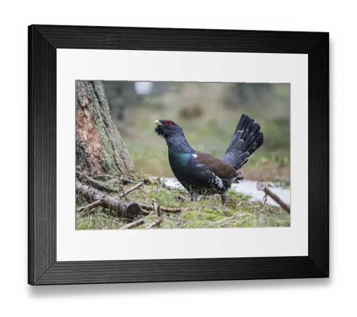 Framed Print : Capercaillie (Tetrao urogallus) in forest