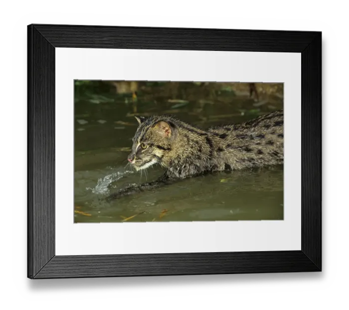 Framed Print : Prionailurus viverrina, Felis viverrinus Framed Print : Prionailurus viverrina, Felis viverrinus