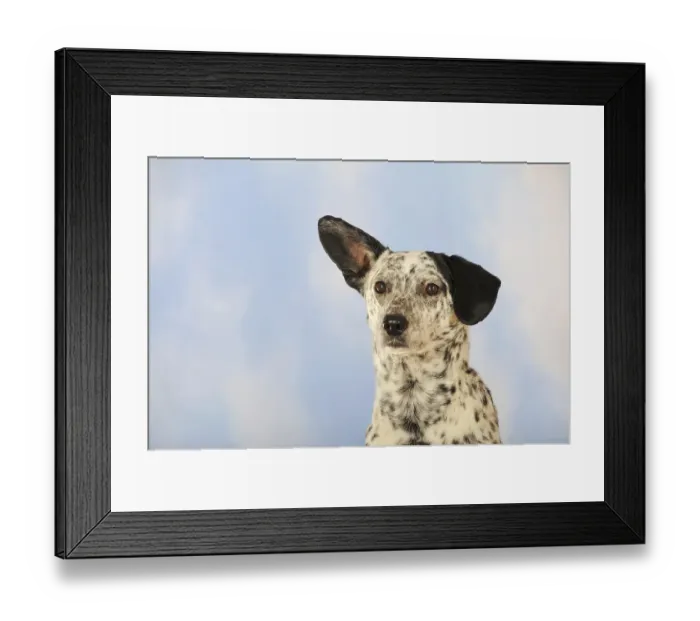 Framed Print : Mongrel, dog, black and white, portrait Framed Print : Mongrel, dog, black and white, portrait