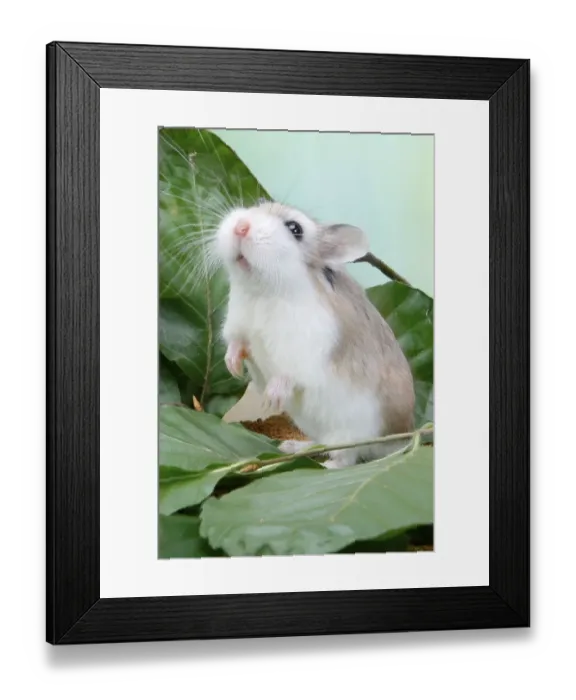 Framed Print : Roborovski dwarf hamster (Phodopus roborovskii)