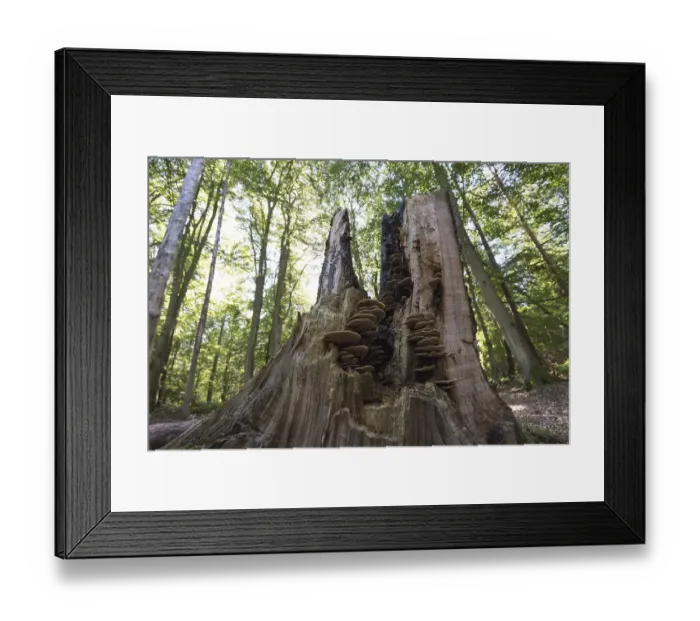 Framed Print : Tree stump overgrown with fungi in the Darss primeval forest