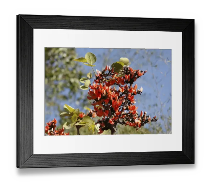 Framed Print : Flower of Kingshuk, Palash, Dhak