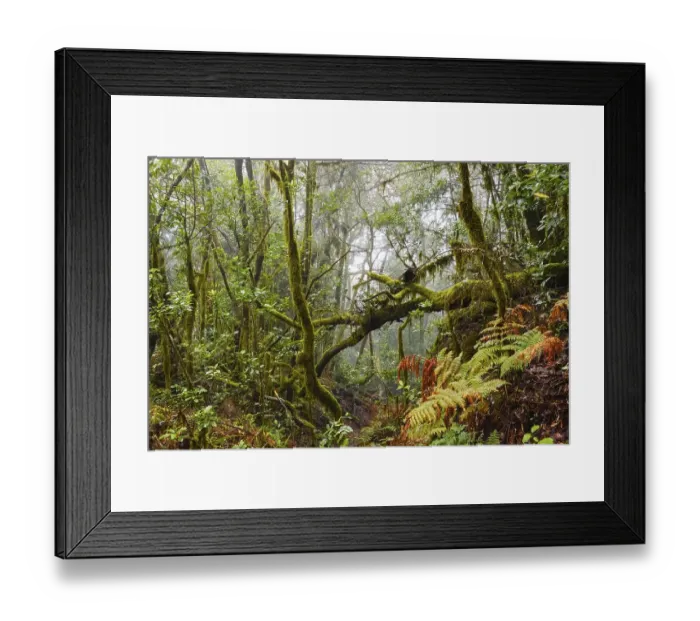 Framed Print : Cloud Forest, Garajonay National Park