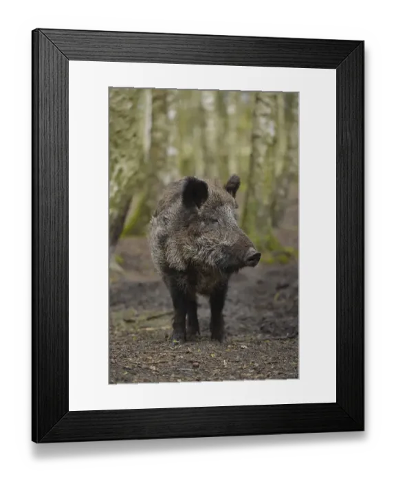 Framed Print : Wild boar, Game Park, Gross Schoenebeck