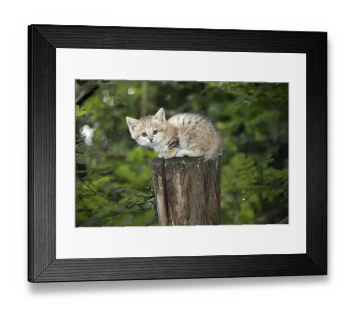 Framed Print : Sand cat (felis margarita), young on branch
