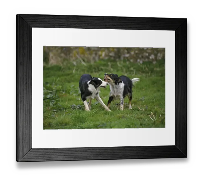 Framed Print : Border Collie Dog, Adults playing wiht a stick of Wood Framed Print : Border Collie Dog, Adults playing wiht a stick of Wood
