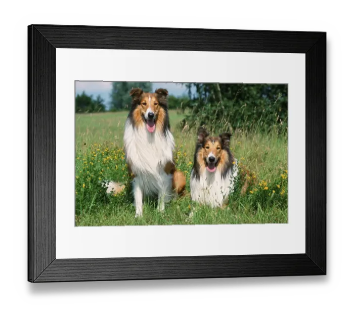 Framed Print : Raue Collies