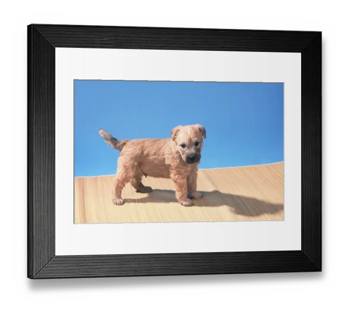 Framed Print : Irish Soft Coated Wheaten Terrier