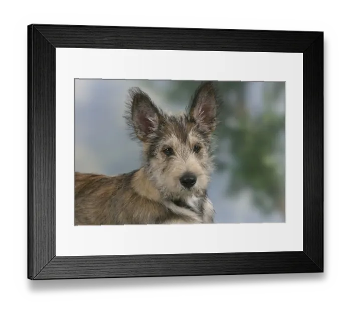 Framed Print : Berger Picard, puppy, 14 weeks, Berger de Picardie Framed Print : Berger Picard, puppy, 14 weeks, Berger de Picardie