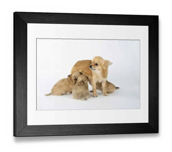 Framed Print : Chihuahuas, longhaired, bitch suckling puppies