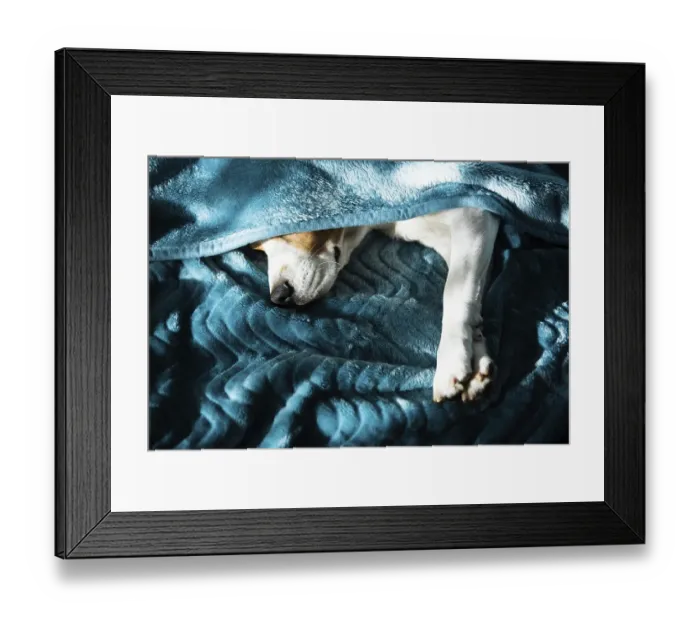 Framed Print : Lazy and sleepy beagle dog under a blue blanket on a bed