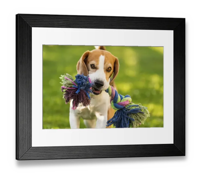 Framed Print : Beagle dog runs in garden with colorful toy