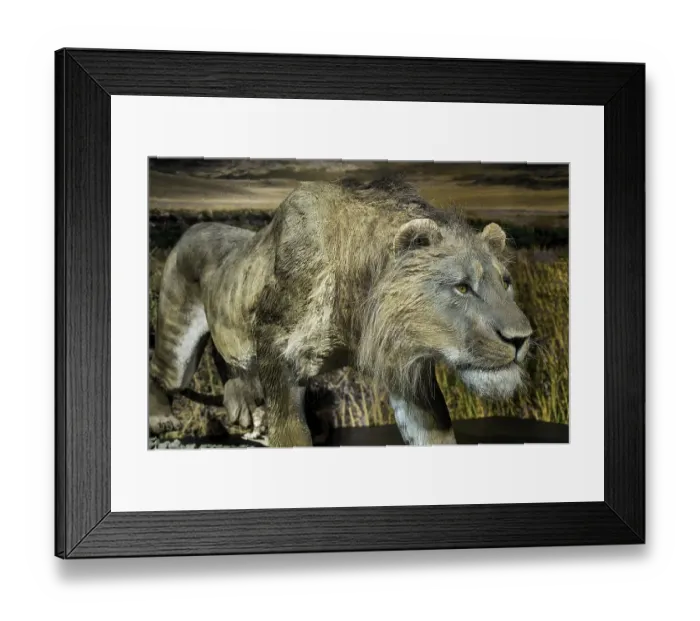 Framed Print : The cave lion (Panthers spelaea)