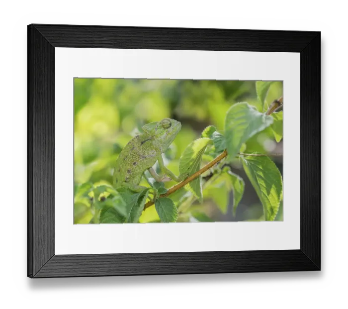 Framed Print : Mediterranean chameleon (Chamaeleo chamaeleon) Framed Print : Mediterranean chameleon (Chamaeleo chamaeleon)