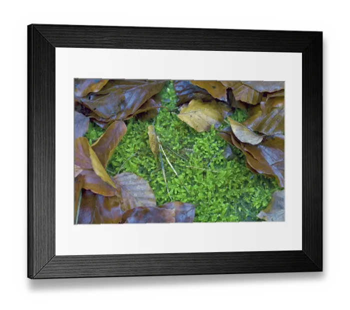 Framed Print : Beech stump with moss