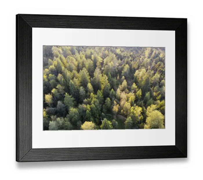 Framed Print : Mixed forest, near Koenigsdorf