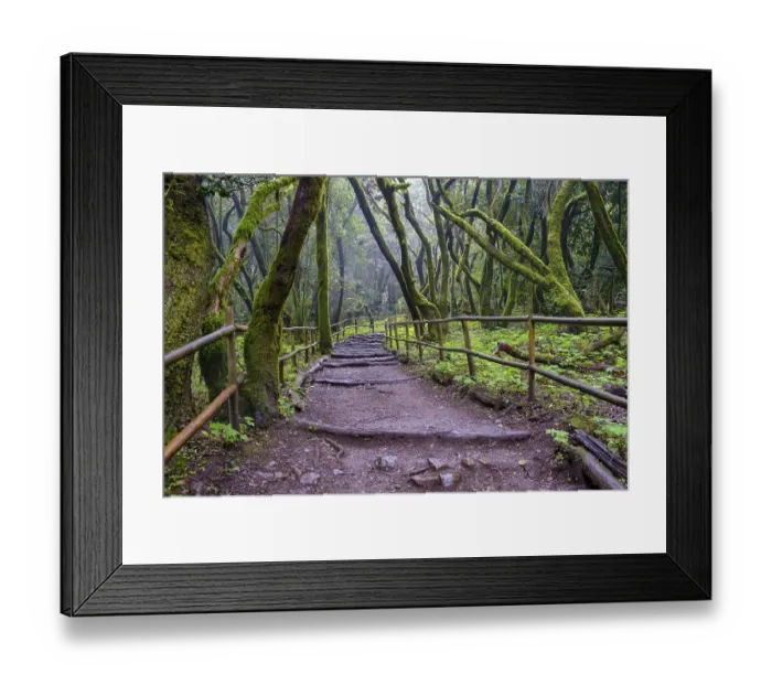 Framed Print : Forest path in the laurel forest Framed Print : Forest path in the laurel forest
