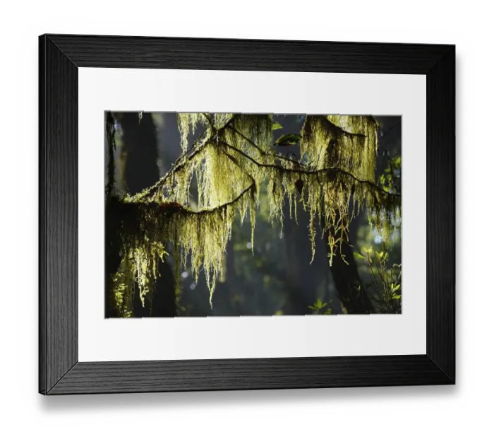 Framed Print : Moss on branches in cloud forest Framed Print : Moss on branches in cloud forest
